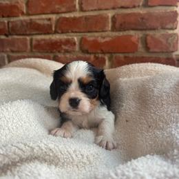 Boy 2 - Tri-color male Cavalier King Charles Spaniel puppy in Indiana from Elm Creek Cavaliers