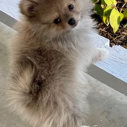 Pomeranian Puppies from Nikki’s lil Pomeranians