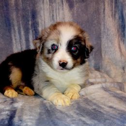 Miniature Australian Shepherd Puppies from Finndigo Mini Aussies