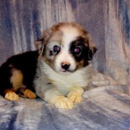 Miniature Australian Shepherd Puppies from Finndigo Mini Aussies