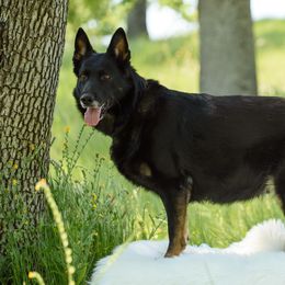 German Shepherds from Walburga German Shepherds