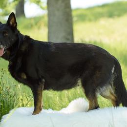 German Shepherds from Walburga German Shepherds