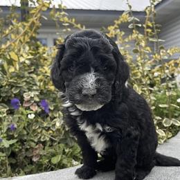 Aussiedoodle, Goldendoodle, Poodle, and Sheepadoodle Puppies from Draper Mountain Doodles