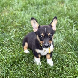 Nala - Black and tan female American Corgi puppy in Ohio from Canal Corgis