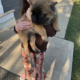 French Bulldog Puppies from Frenchie Love Bugs