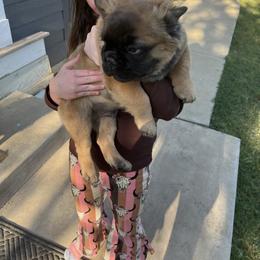 French Bulldog Puppies from Frenchie Love Bugs