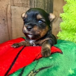 Duke - Black and tan male Yorkshire Terrier puppy in Howe, Oklahoma from Ray Holder
