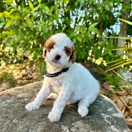 Navy Collar - Parti male Goldendoodle puppy in Cocoa, Florida from Leopard n Lace Doodles