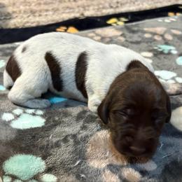 Boy 1 - Liver roan male German Shorthaired Pointer puppy in Troy, North Carolina from Uwharrie GSP