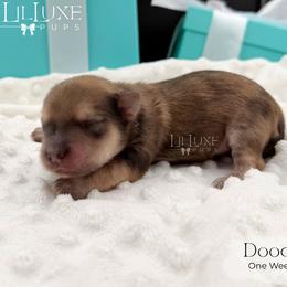 Doodles - Merle male Morkie puppy in Scottsdale, Arizona from Lil Luxe Pups