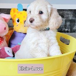 Cockapoo Puppies from Something to Bark About Dog Training