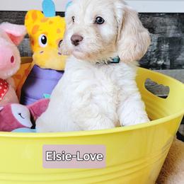 Cockapoo Puppies from Something to Bark About Dog Training