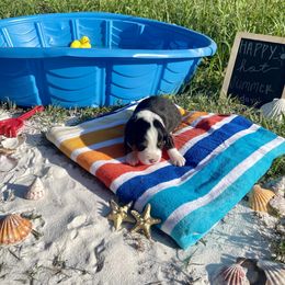 Australian Shepherd Puppies from Aussome Okie Aussies