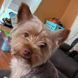 Shorkies and Yorkshire Terriers from Katie’s Yorkies and Shorkies of VA