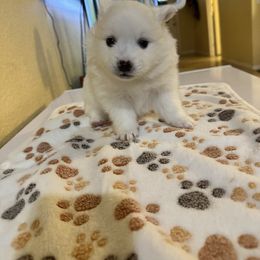 Kiko - White male American Eskimo Dog puppy in Hesperia, California from Bella's American Eskimos