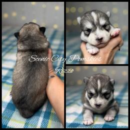 Rizzo - Silver and white female Pomsky puppy in Rossville, Georgia from Scenic City Pomskies