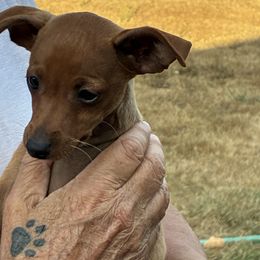Sterling - Red male Miniature Pinscher puppy in Eagle Creek, Oregon from Peacock Miniature Pinschers