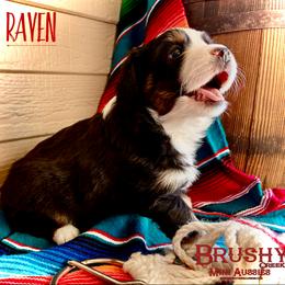 BRUSHY CREEKS RAVEN - Black tri female Miniature Australian Shepherd puppy in Red Oak, Texas from Brushy Creek Aussies & Mini Aussies