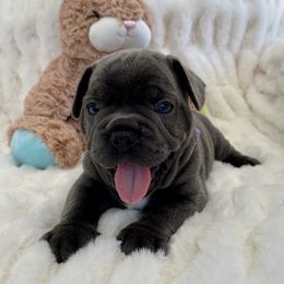 French Bulldog Puppies from Happy French Bulldogs