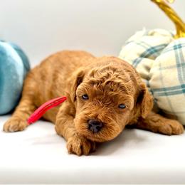 Alvin - Red  male Poodle puppy in Munster, Indiana from Miranda’s Sunshine Poodles and Doodles
