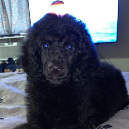 Benelli - Poodle