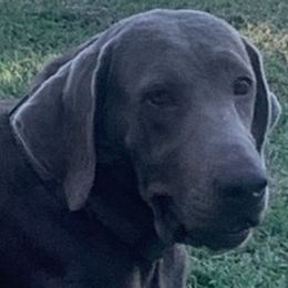 Dilute Retrievers from Legendary Lab Retrievers