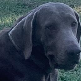 Dilute Retrievers from Legendary Lab Retrievers