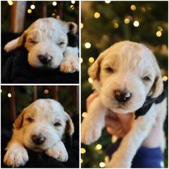 Parti cream - Cream male Whoodle puppy in Smallett, Missouri from Leshas Whoodles