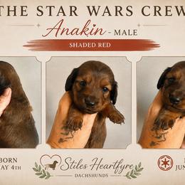 Anakin - Red male Dachshund puppy in South Fulton, Tennessee from Stiles' Heartfyre Dachshunds