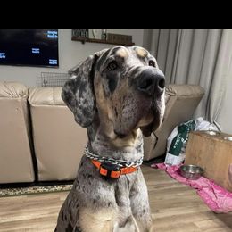 Great Dane All Grown Up from Bauman Great Danes