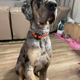 Great Dane All Grown Up from Bauman Great Danes