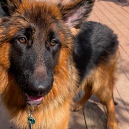 KING - German Shepherd