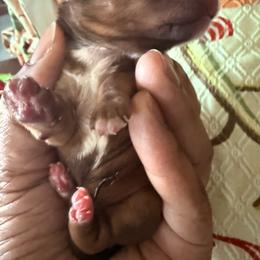 Boy 1 - Black gold and white male Shorkie puppy in Florida from Shorkie Land