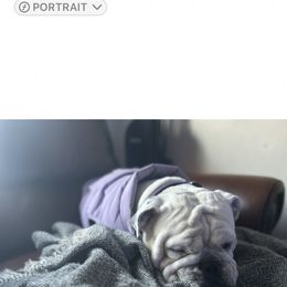 Beagle and Bulldog All Grown Up from Bluebonnet Kennels