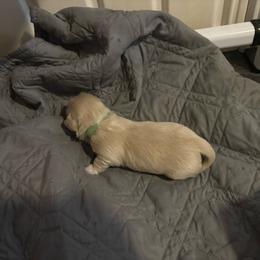Green Collar - Cream male Lhasa Apso puppy in Port Royal, Virginia from Hearth and Hound Family Farms