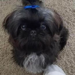 Shih Tzu All Grown Up from Sunshine Shih Tzus
