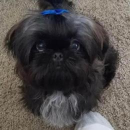 Shih Tzu All Grown Up from Sunshine Shih Tzus