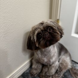 Moose - Shih Tzu