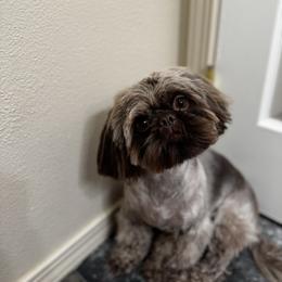 Moose - Shih Tzu