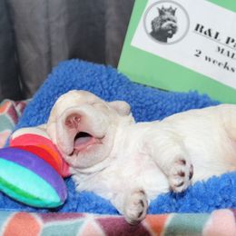 Lagotto Romagnolo Puppies from Royal and Loyal Lagotto Romagnolo