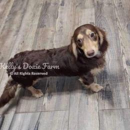 Beaux - Dachshund