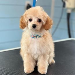 Malibu - Red  male Poodle puppy in Wharton, Texas from In the Red Poodles