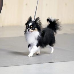 Royce - Chihuahua