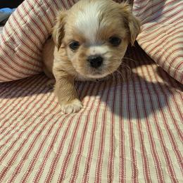 Pluto - White male Shih Tzu puppy in Rockmart, Georgia from Sonya Garrett