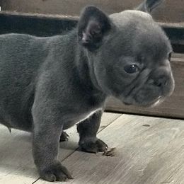French Bulldog Puppies from Frog City Frenchies