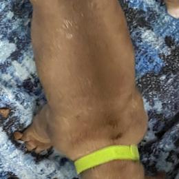 Dachshund Puppies from Witchy Woman’s Wiener’s