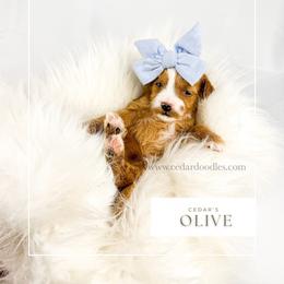 O L I V E - Red  female Goldendoodle puppy in Cedar City, Utah from Cedar Doodles- Home of the Teddybear Goldendoodle