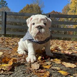 Bulldog and French Bulldog Puppies from The Georgia Bully Bunch