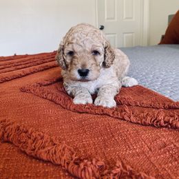 Bernedoodle and Labradoodle Puppies from Royal Doodles
