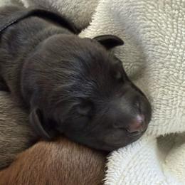 Sinatra - Black and rust male Doberman Pinscher puppy in Brookfield, Wisconsin from Haus of Hound